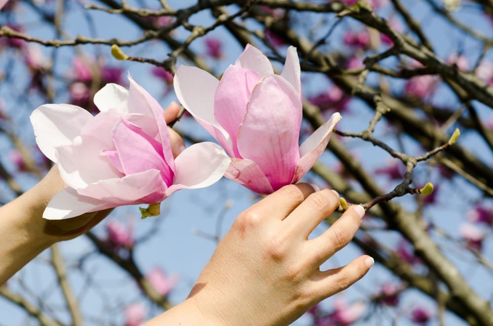 Magnolia - plantare, îngrijire, înmulțire