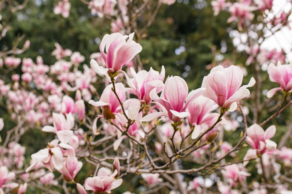Magnolia 
